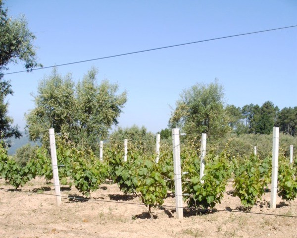 Esteios de betão em vinhas