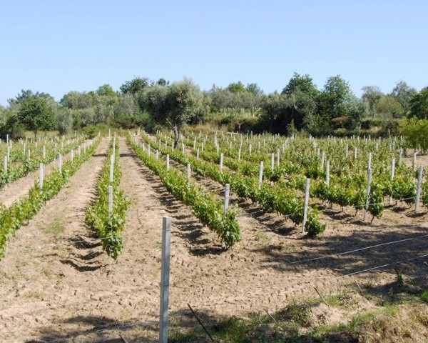 Vignes avec les poteaux en Previcon