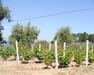 Vignes avec des poteaux Previcon